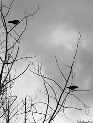 The Crows