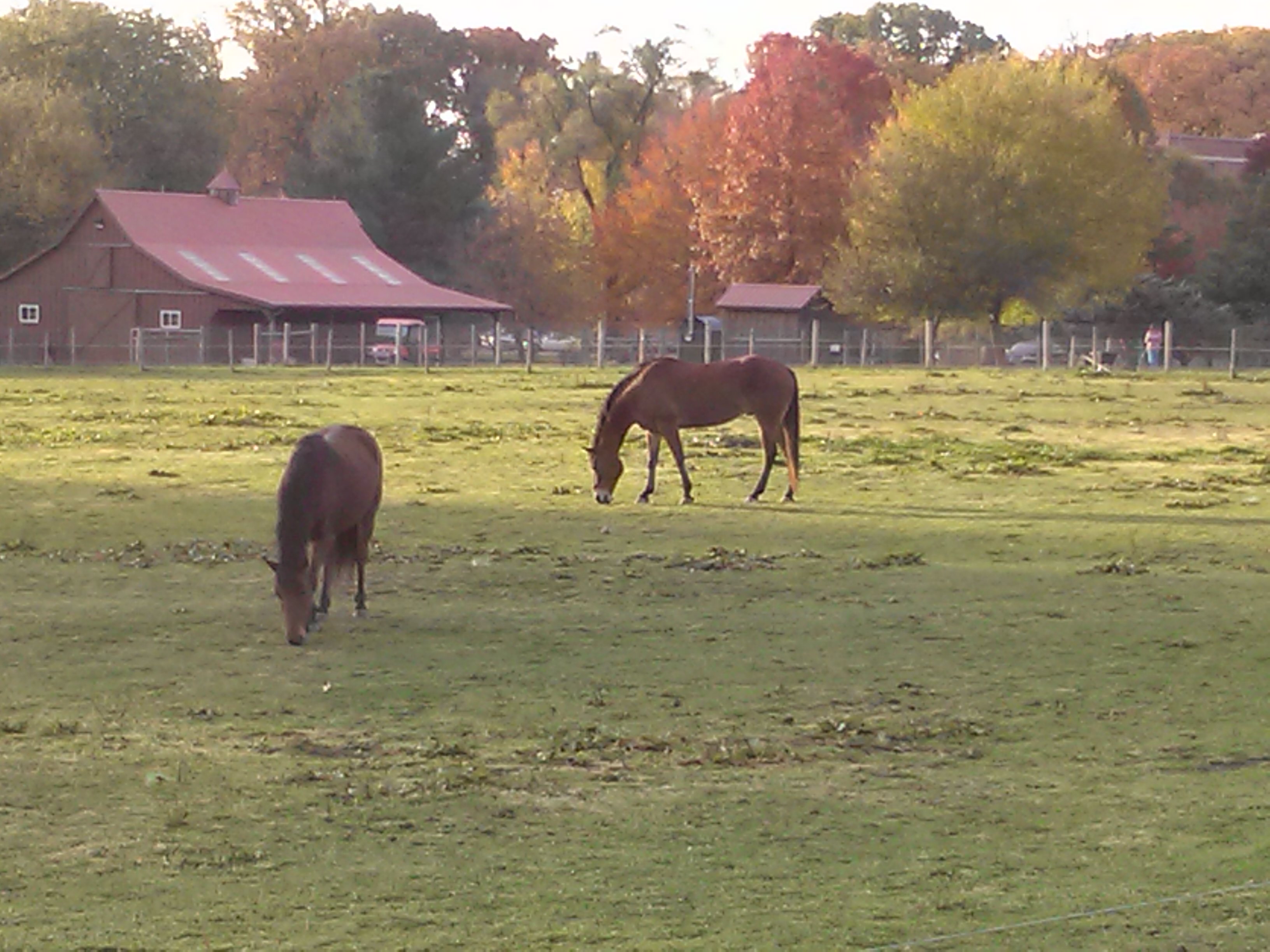 The Geldings