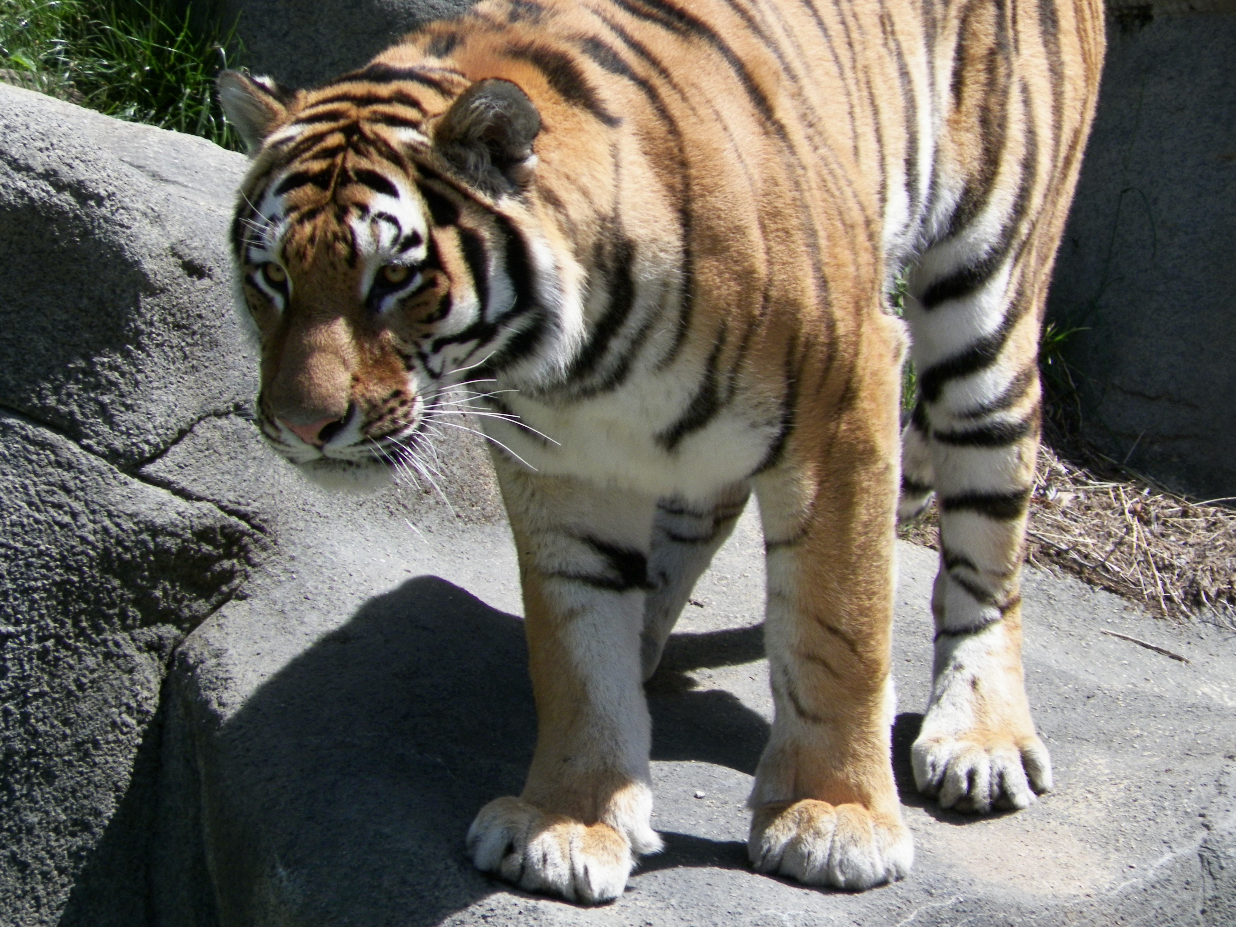 Tiger