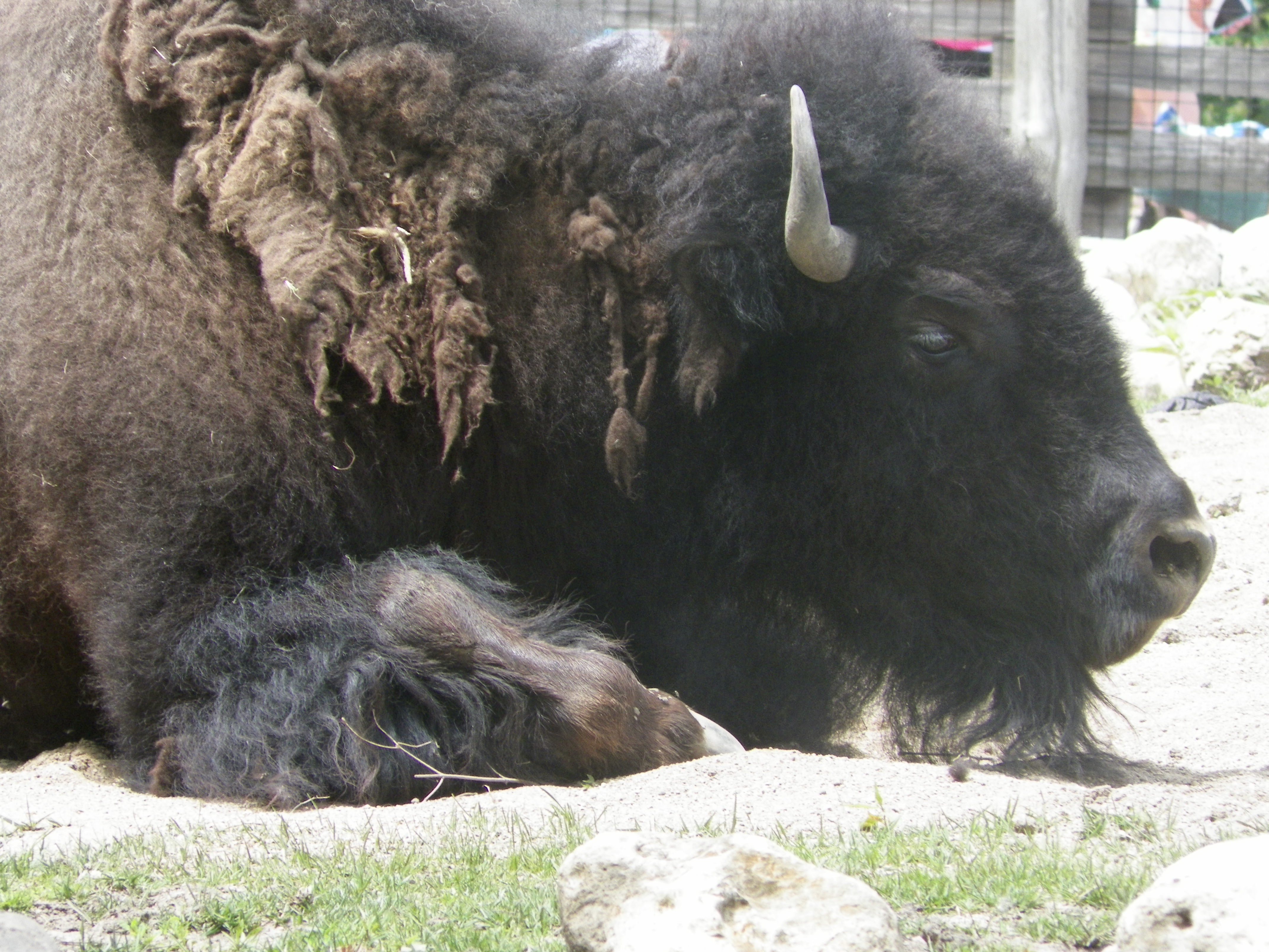 Buffalo