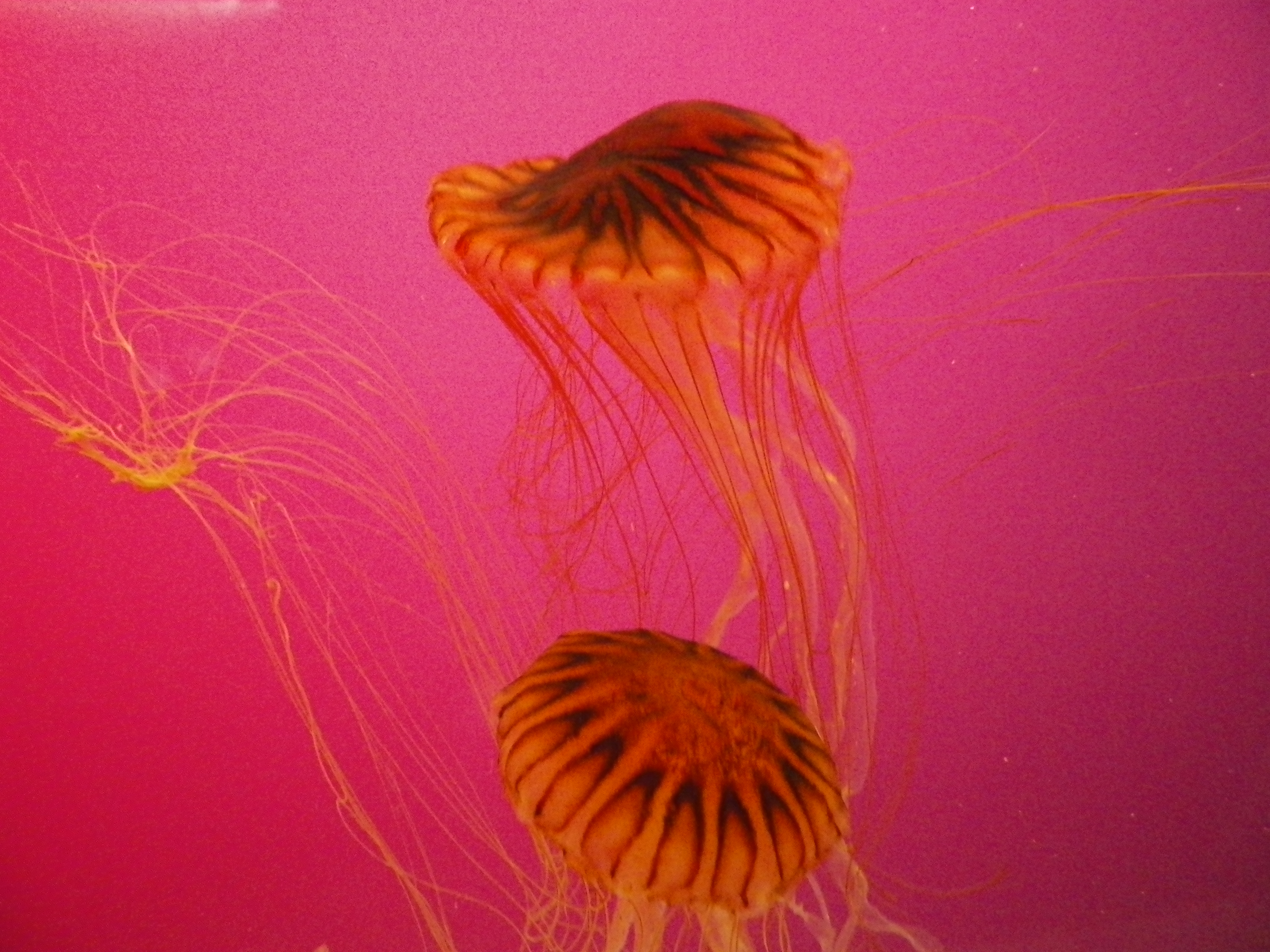 Jellies