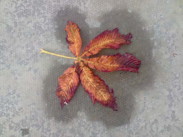 Beautiful Leaf