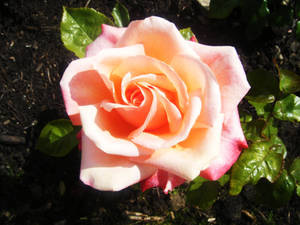 Single Rose