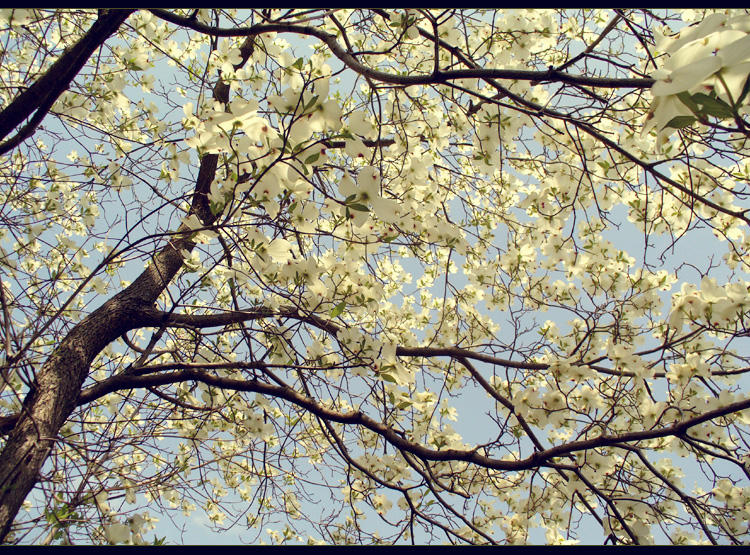 A Spring Birth by paperdolldreams on DeviantArt