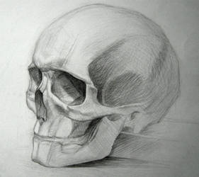 Skull