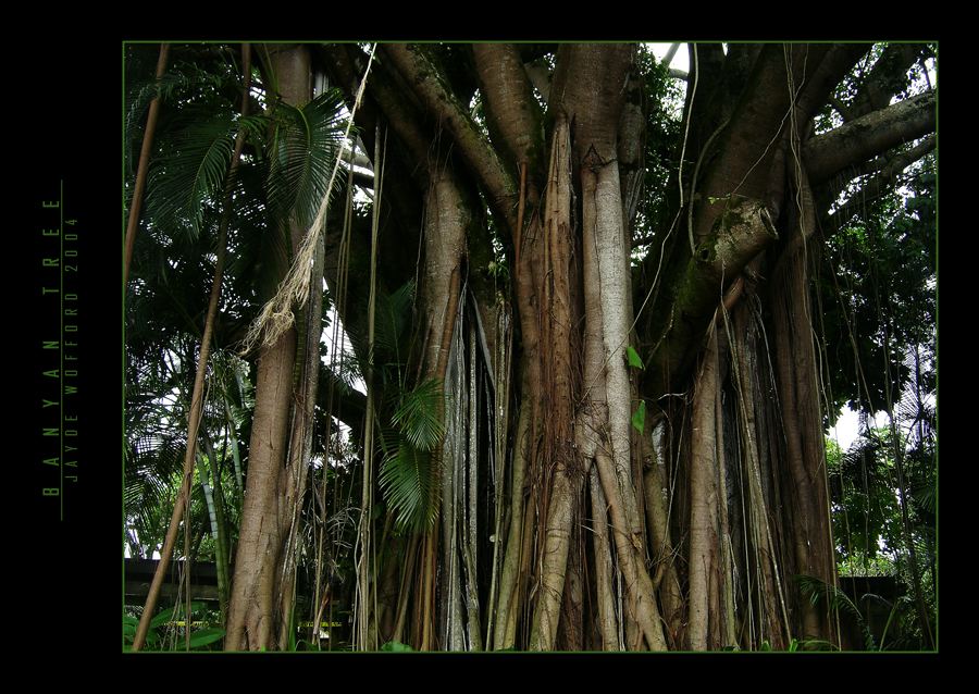 Banyan Tree