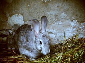 kids love bunnies I