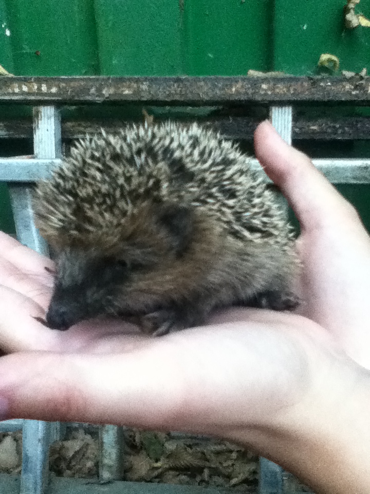 Baby hedgehog