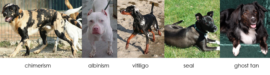 All Genetically Modified Dogs Guide to Canine Genetics II by prettypinkey2 on DeviantArt