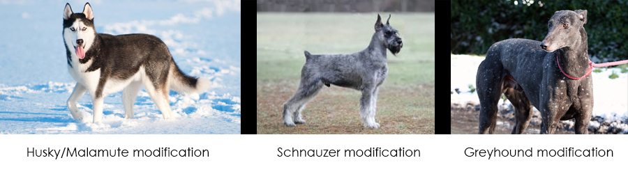 All Genetically Modified Dogs Guide to Canine Genetics II by prettypinkey2 on DeviantArt