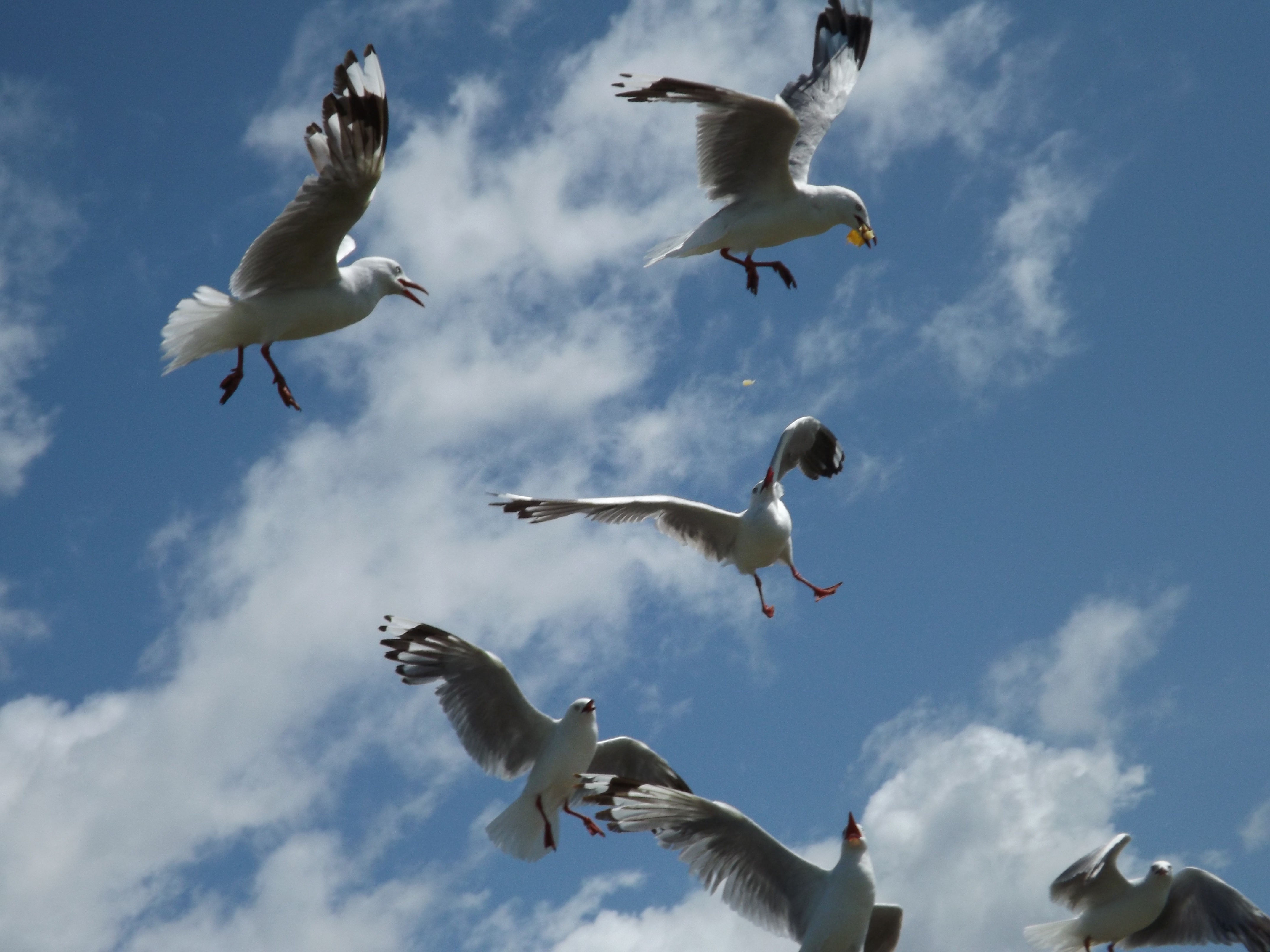 New Zealand 2014- Seagulls 1