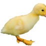 Patito amarillo png