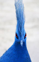 Western Crowned Pigeon