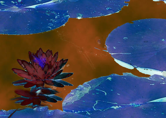 Quantum and the Lotus by isolatedmuse on DeviantArt