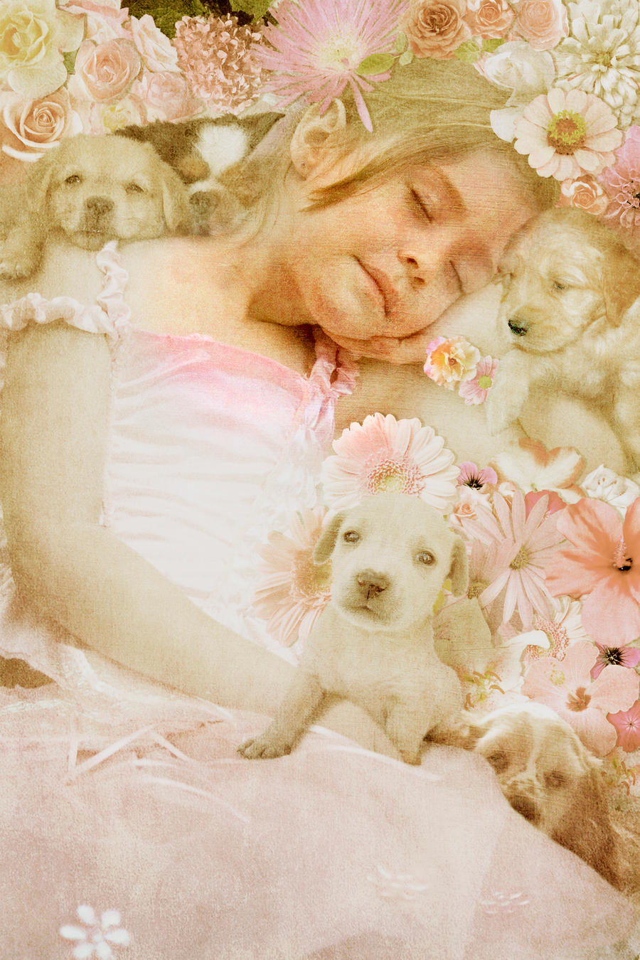 Puppy Dreams