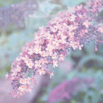 Lilac Dreams by allison712