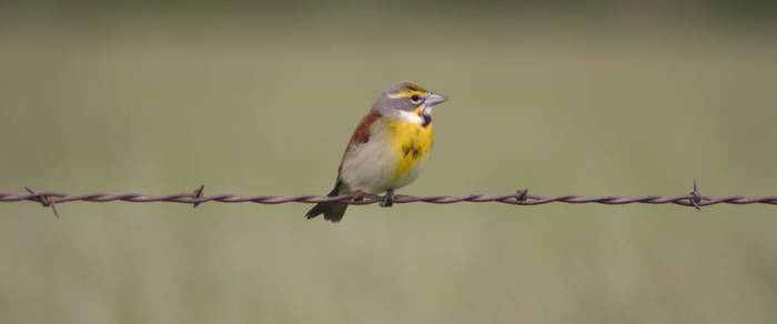 Bird on a Wire