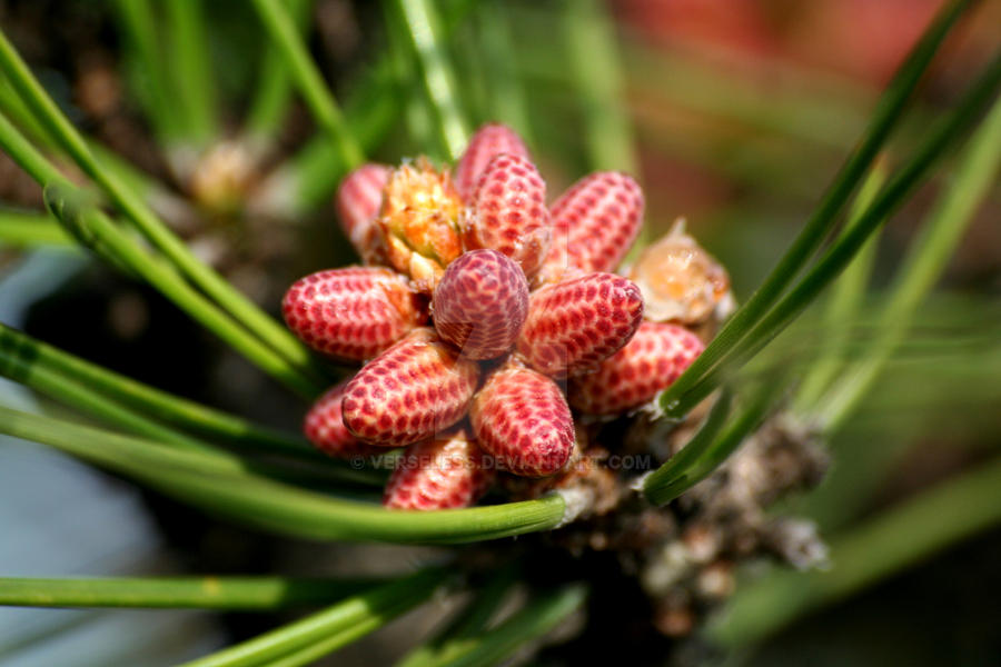 Budding Pinecones