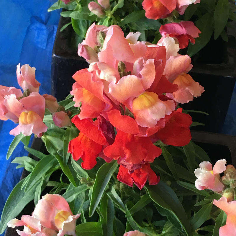 Red Dragons (flowers)