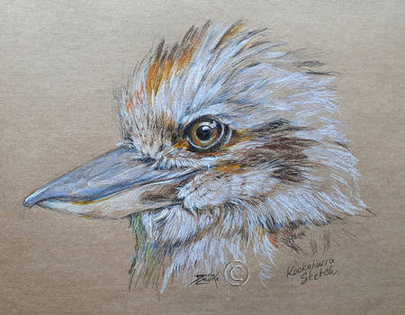 kookaburra sketch