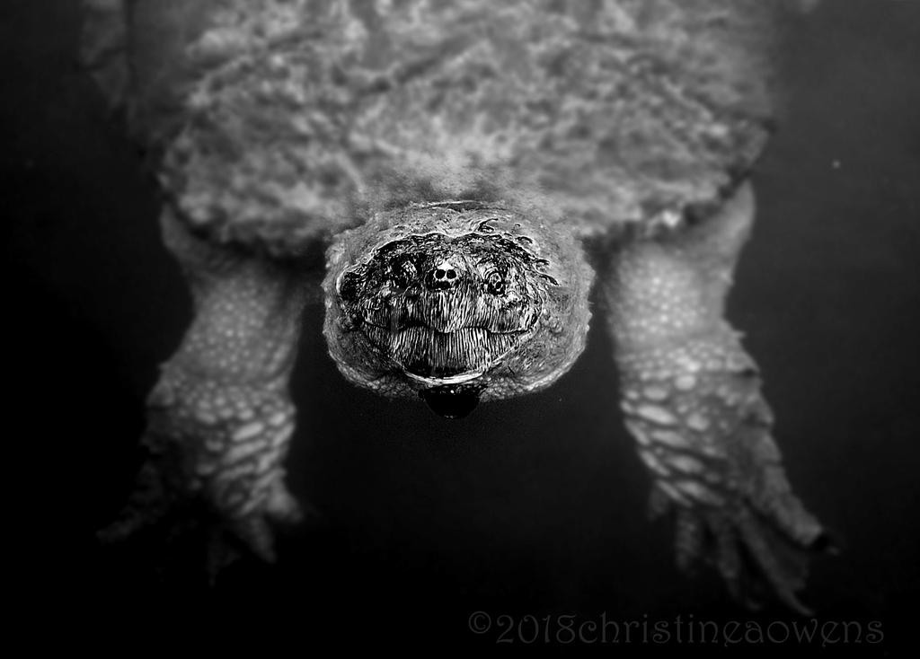 snapping turtle bw by ChristinePhotoArt on DeviantArt