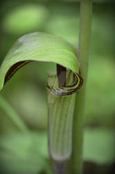 jack in the pulpit