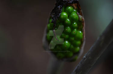 jack in the pulpit pod