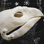 Royal Gryphon, Resin Blank Mask by obscuracreatures