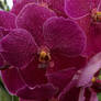 orchid