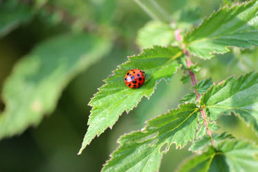 Ladybug