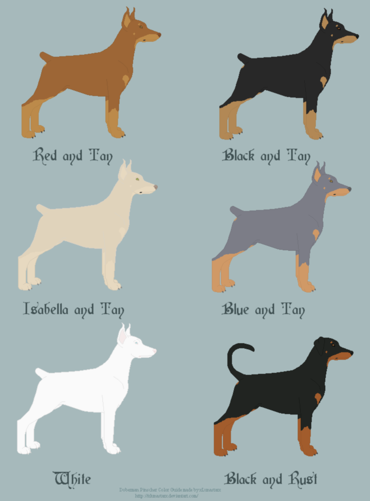 Doberman Pinscher Coat Color Guide by xLunastarx on DeviantArt