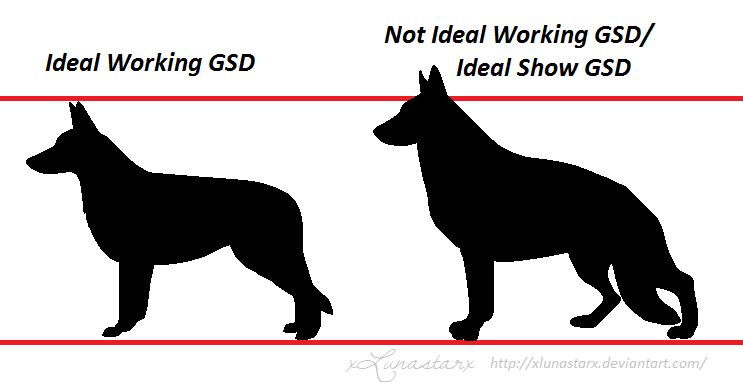 Difference between working line 2024 and showline german shepherd
