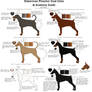 Doberman Pinscher Coat Color and Anatomy Guide