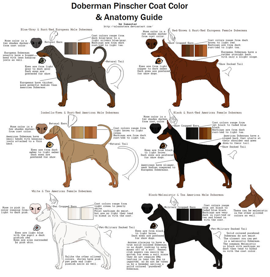 Doberman Pinscher Coat Color and Anatomy Guide by ...