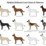Belgian Malinois Coat Colors and Patterns