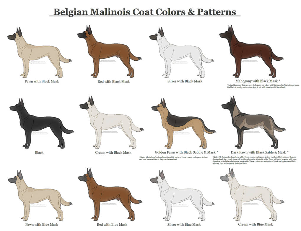 Belgian Malinois Coat Colors and Patterns by xLunastarx on DeviantArt