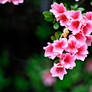 Pink Flowers