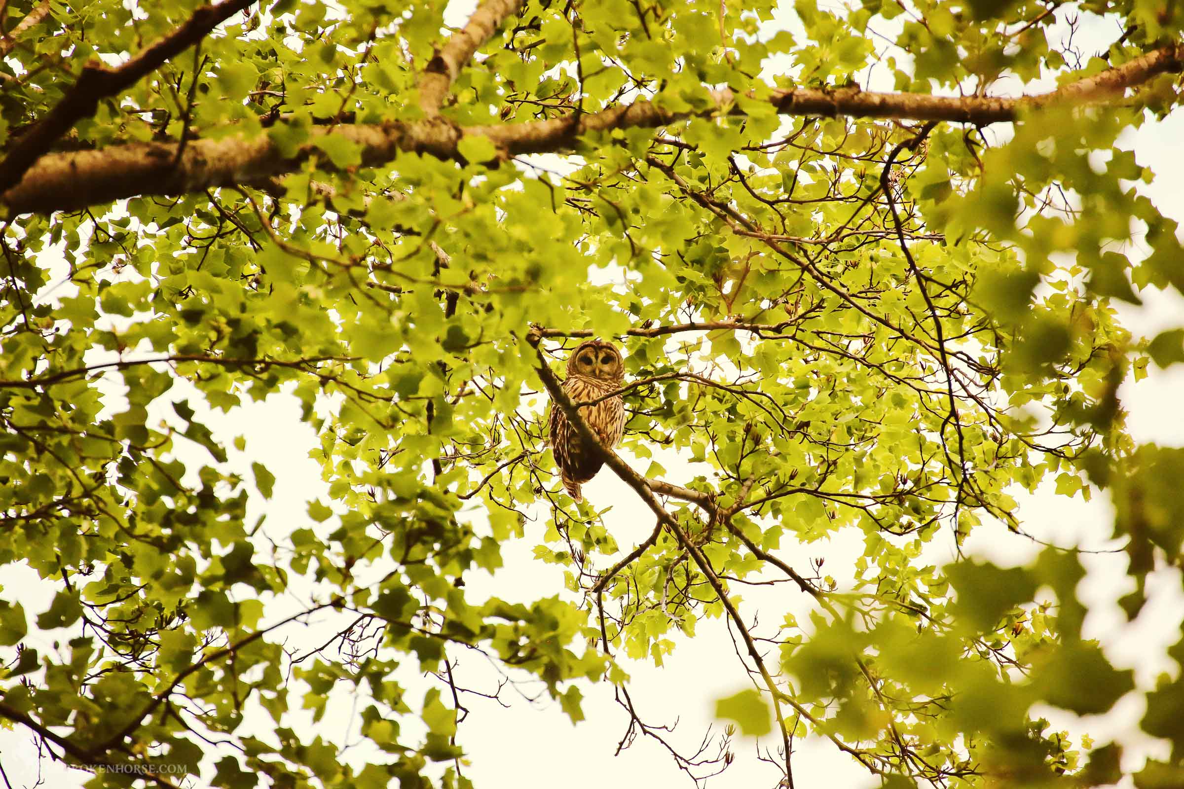 Barred Owl