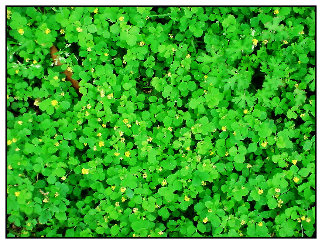 Clean Clover