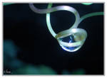 Water Vine by Sunira
