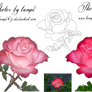 Rose Variation 7