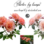 Rose Variation 9
