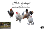 Chicken by lumpi69