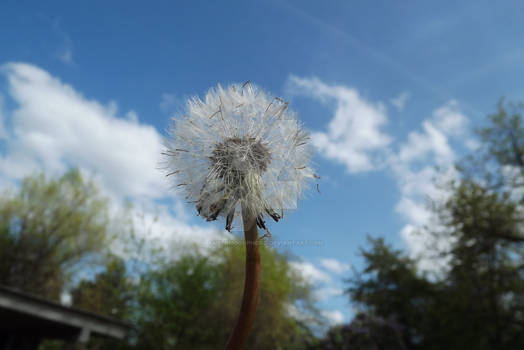 The Dandilion of Summer