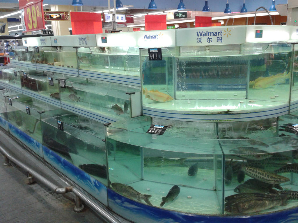 Dalian, China: Fish at Walmart by thingy-me-jellyfis on DeviantArt