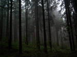 Fog in deep forest I by Vrolok-stock