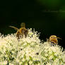 Two little bees