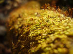 moss by Max-CCCP
