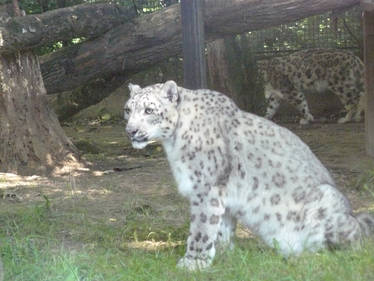 Snow Leopard 02