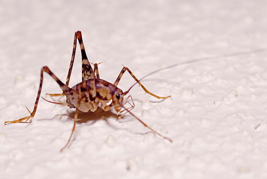 Cave Cricket Fred